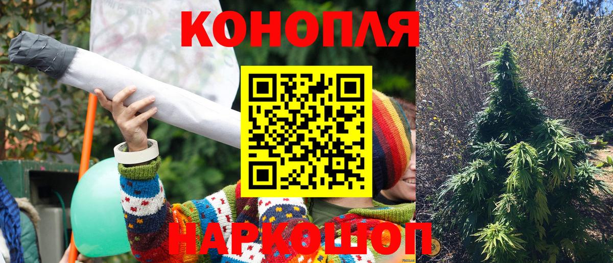 Волоколамск  Канабис сатива  Бошки марихуана план  Канабис семена  Каннабис семена  Вход с VPN 
